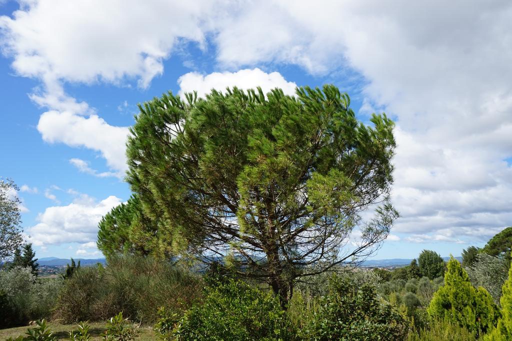 Casa Lucia In Chianti Bed & Breakfast Vagliagli Екстериор снимка